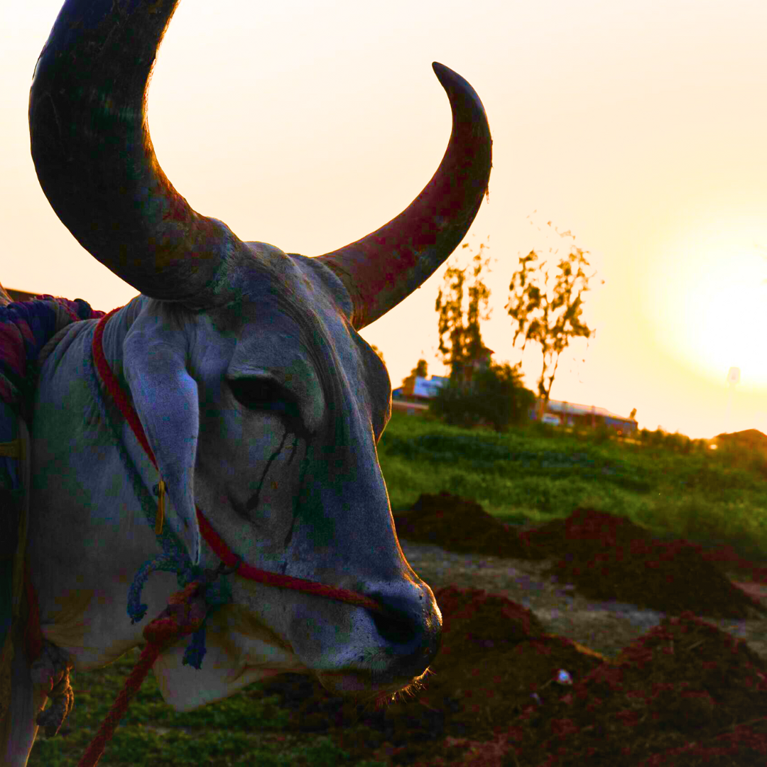 Untitled design - 2025-12-03T115827.122